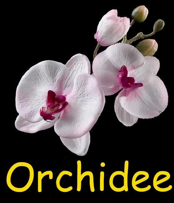 Apartament Orchidee Comines-Warneton Zewnętrze zdjęcie